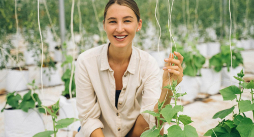 Il dolce futuro dell'agricoltura verticale: una rivoluzione a portata di mano